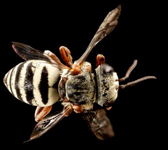 Angel Bee, f, ga, baker county