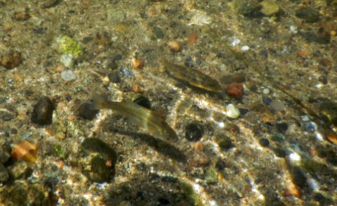 Arroyo chub (left) and Santa Ana sucker (right) in Santa Ana River