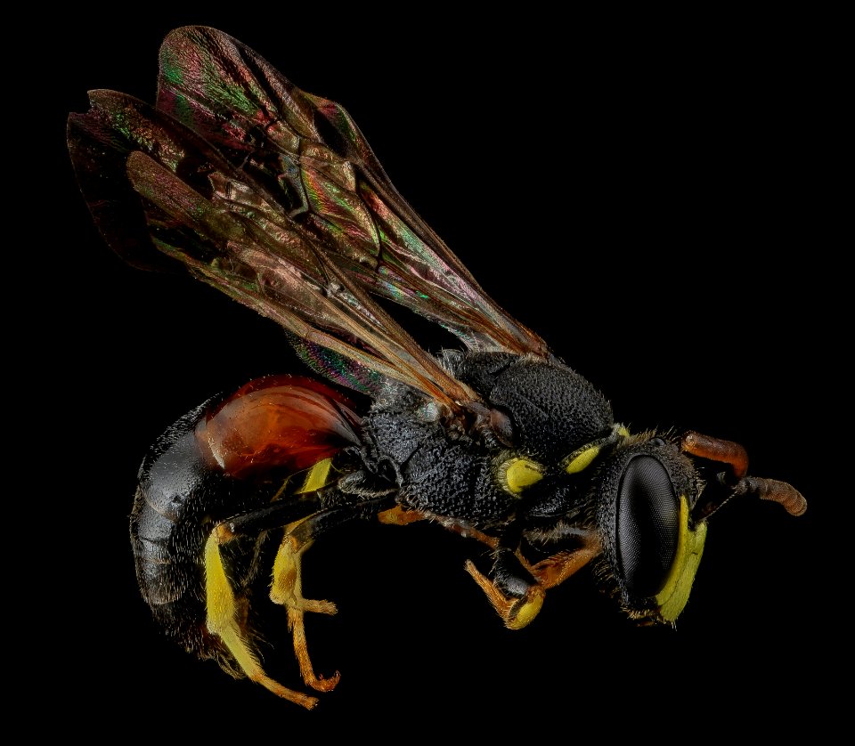 Hylaeus ornatus, M, side, MD, Kent County 2013-07-07-16.36.18 ZS PMax