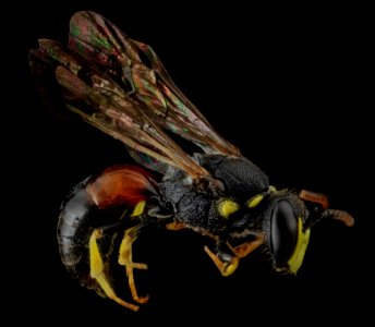 Hylaeus ornatus, M, side, MD, Kent County 2013-07-07-16.36.18 ZS PMax