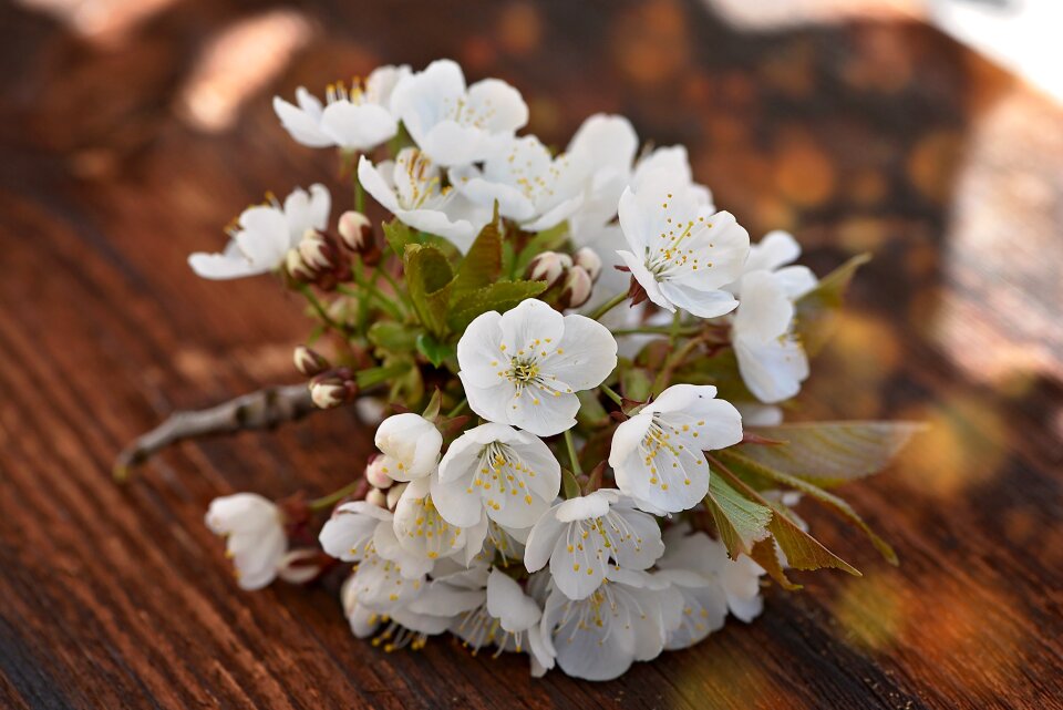 White nature spring