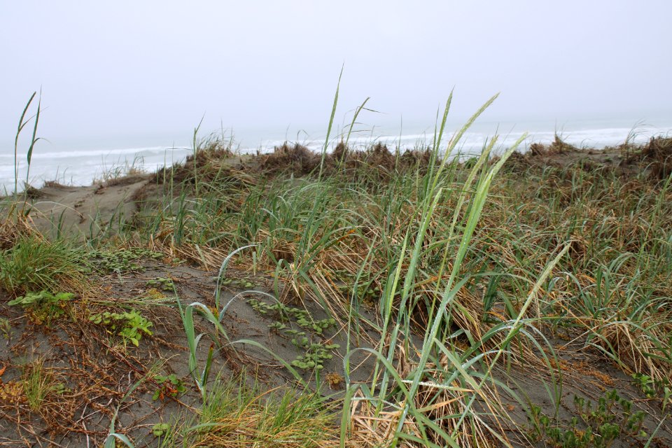 European Beach Grass at Humboldt Bay National Wildlife Refuge