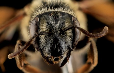 Andrena cragini, F, Face, Pennington Co, SD 2013-12-11-11.16.22 ZS PMax photo