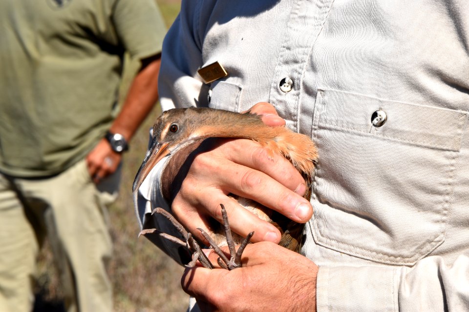 Light-footed Ridgway's rail banding and release at Batiquitos Lagoon