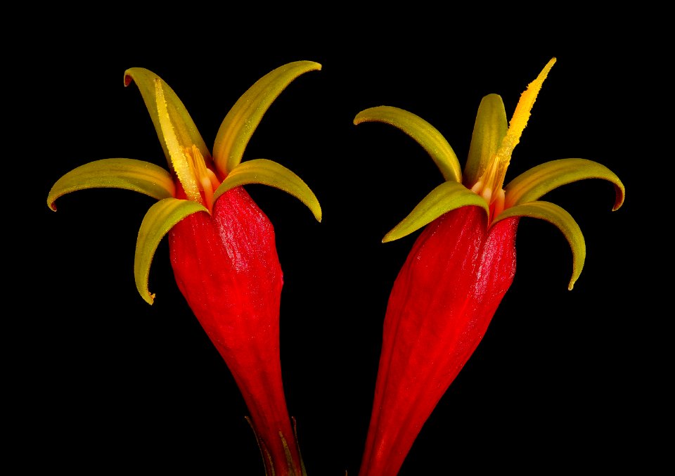 Spigelia marilandica 2, Pinkroot 4, Howard Co, Md, Green Farmacy Garden, H Metzman 2018-06-20-22.08.12 ZS PMax UDR
