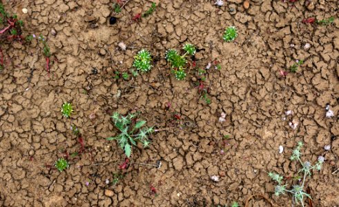 Spreading navarretia and San Diego button celery found side-by-side in vernal pool photo