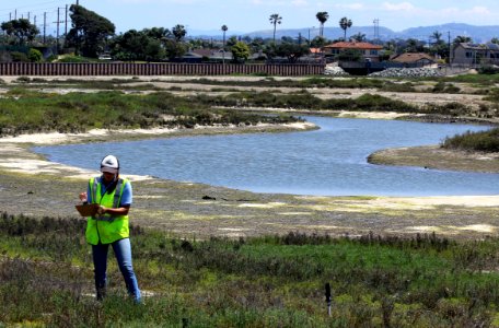 Surveying for salt marsh bird's beak