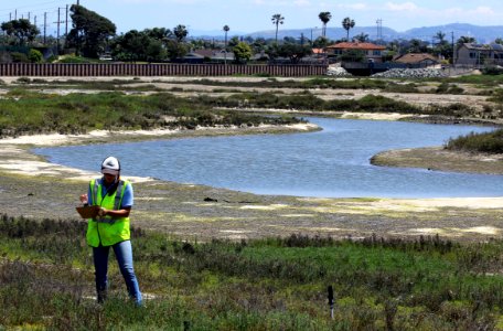 Surveying for salt marsh bird's beak photo