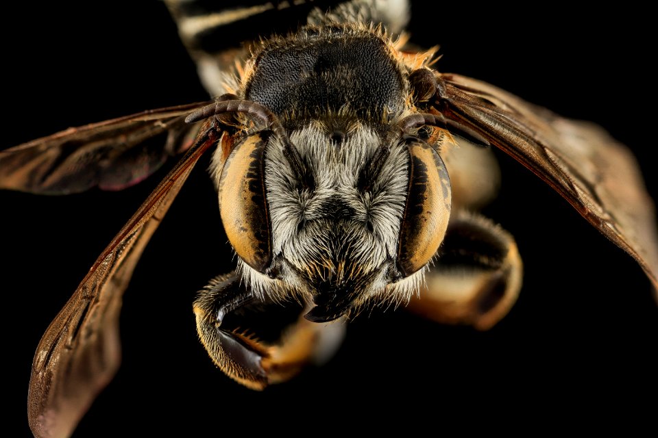 M integrella, F, face, Moore County, NC 2013-10-25-11.21.08 ZS PMax
