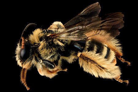 Melissodes lustra, F, Side, CA, Santa Barbara County 2014-06-17-16.35.30 ZS PMax photo