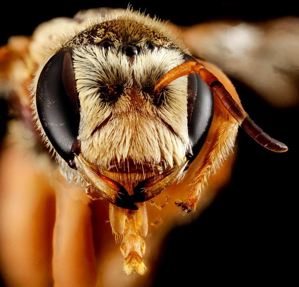 Chrysocolletes, m, australia, face 2014-10-11-16.42.35 ZS PMax