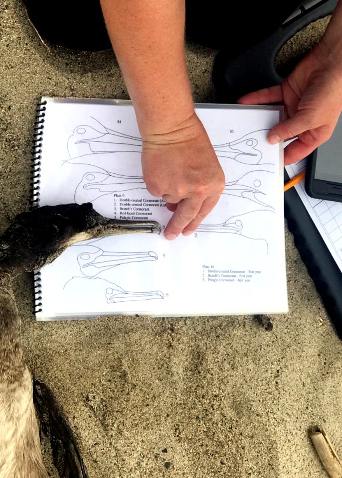 Andrea Dransfield, a BeachCOMBERS volunteer, uses a bill plate to identify a bird found on Silver Strand beach during her monthly survey.