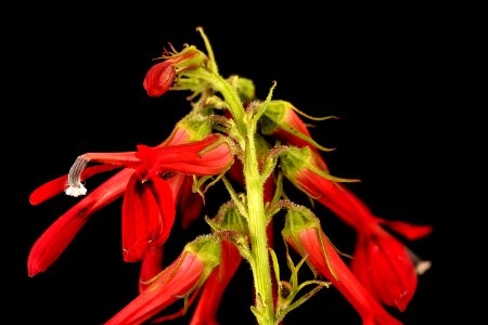 Lobelia cardinalis, Cardinal Flower, Howard County, MD, Helen Lowe Metzman 2017-09-13-16.36