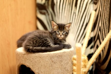 Chatons GALIT 13.12.2015 - Février 2016