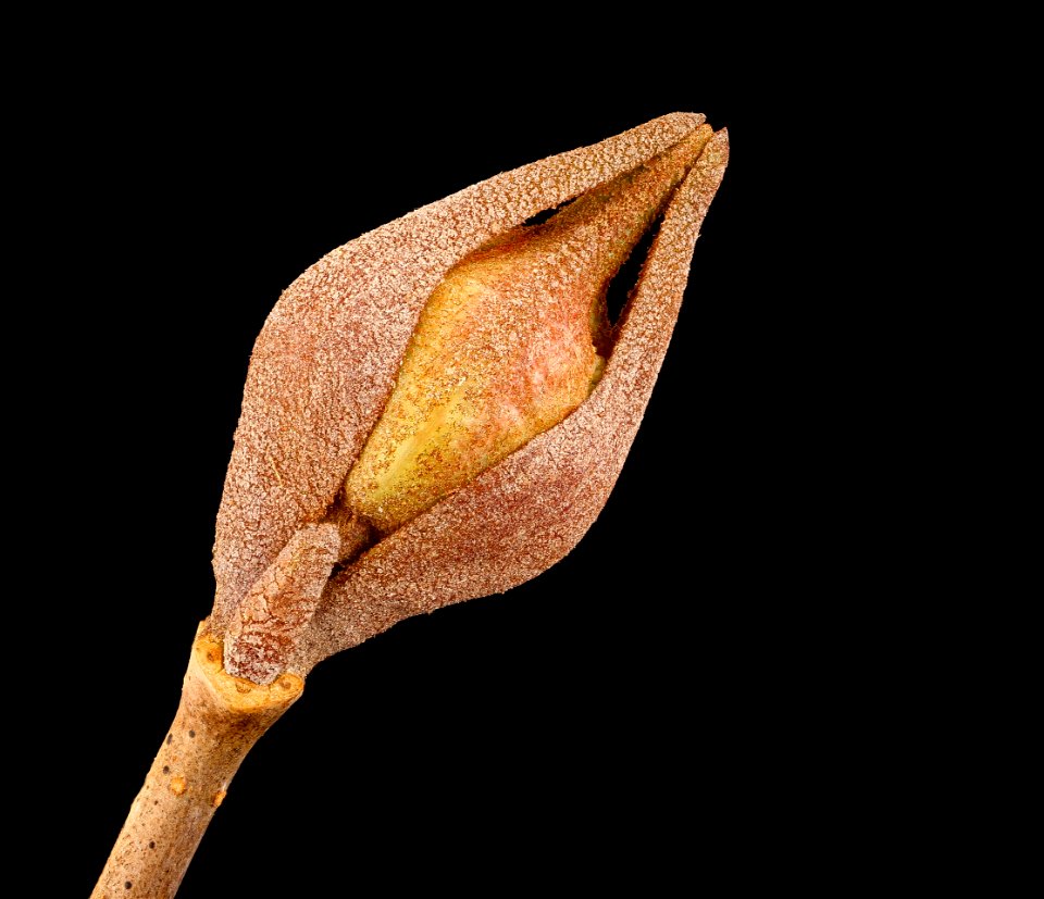Viburnum prunifolium, Black Haw bud, Howard County, Md,  2018-05-17-23.03.50 ZS