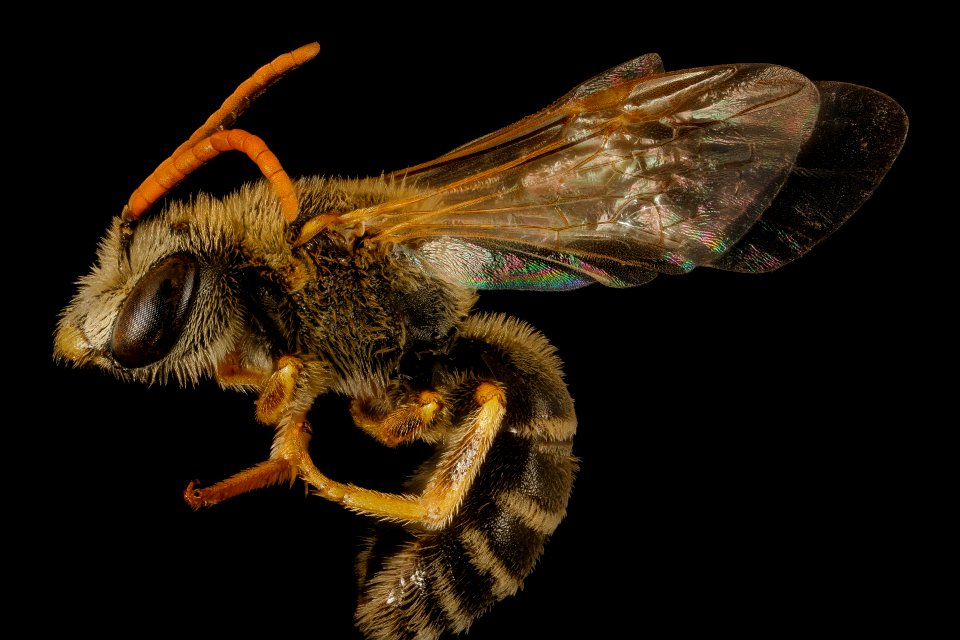 Halictus ligatus, m, left side, Centre Co., PA 2017-04-07-17.32