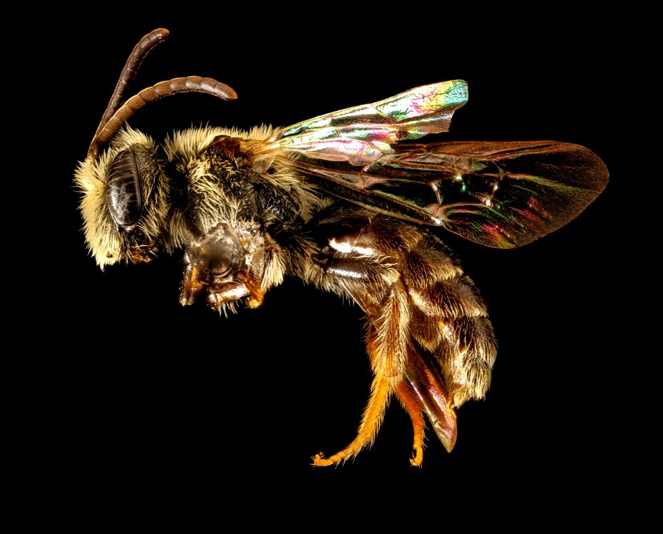 Andrena illicis, m, side, Prince George's Co, MD 2016-04-15-18.53