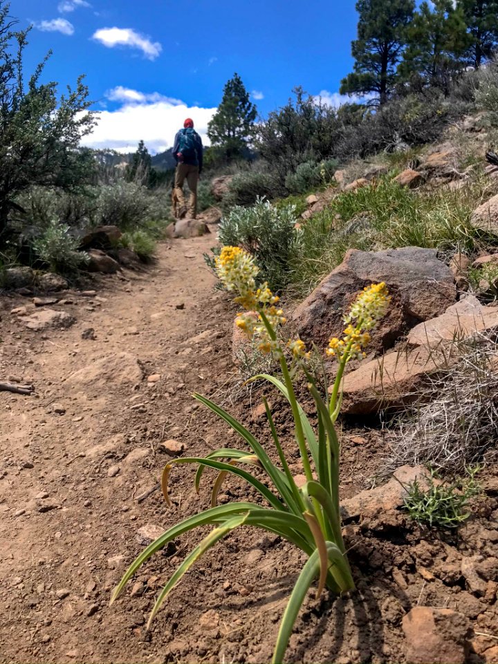 Death camas (Toxicoscordion paniculatum) on hiking trail in Nevada