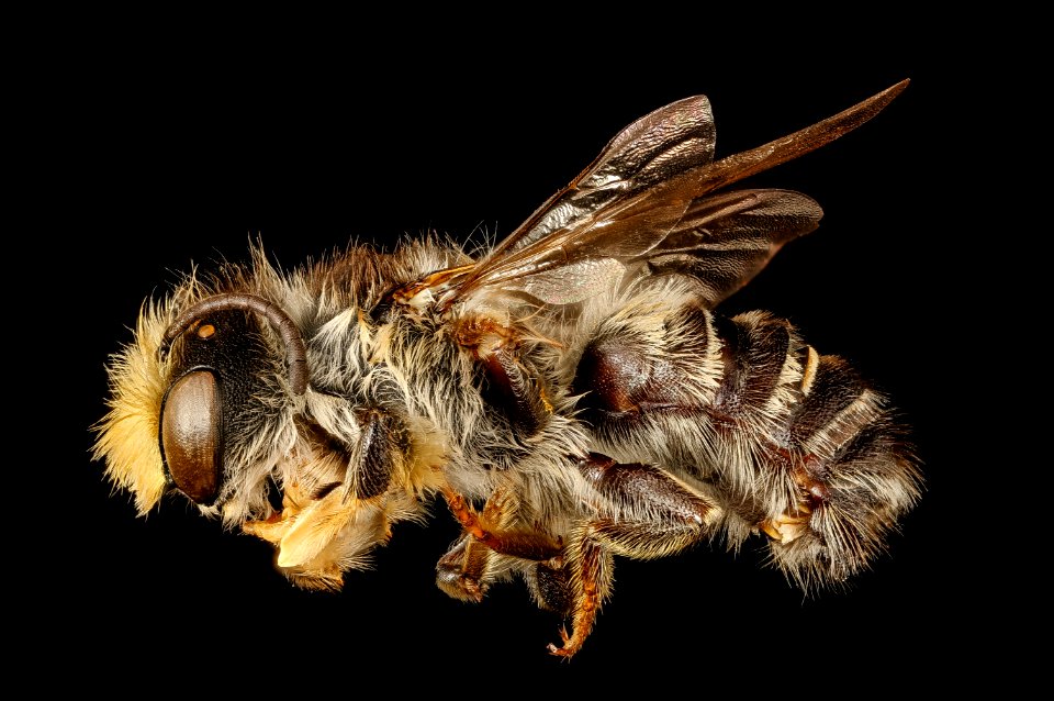 Megachile pugnata, m, left side, Hardy Co., WV 2017-03-15-13.26
