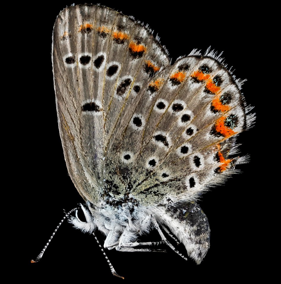 Karner Blue, side 2013-05-08-13.46.27 ZS PMax