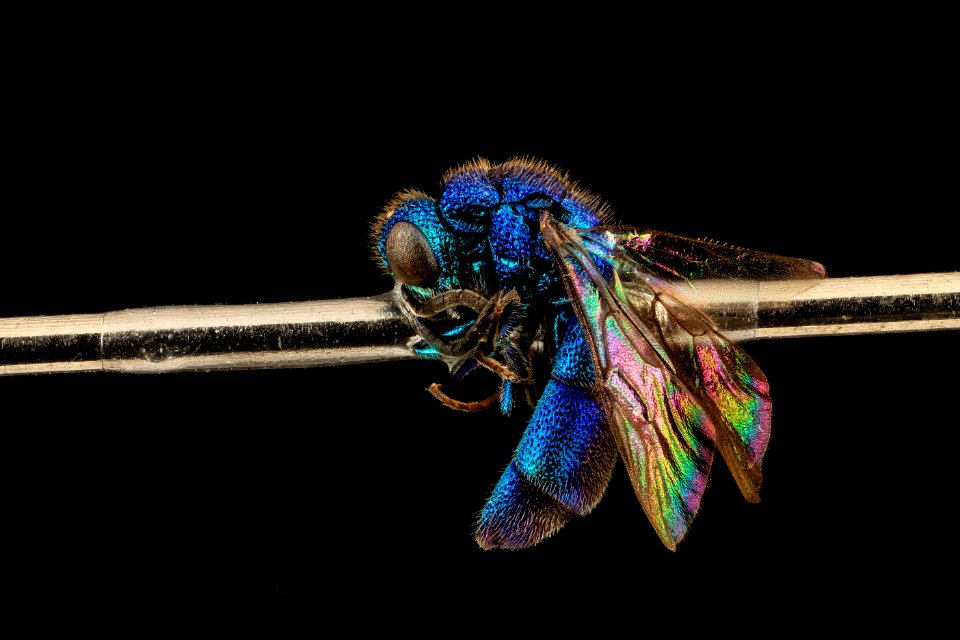 Caenochrysis doriae, U, Side, MD, Baltimore County 2014-03-11-16.18.13 ZS PMax