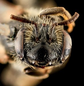 Andrena melanochroa, F, Face, NC, Moore County 2014-01-07-16.01.58 ZS PMax