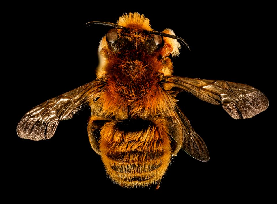 Megachile latimanus, m, back, Maine, Du Clos 2015-12-01-15.56