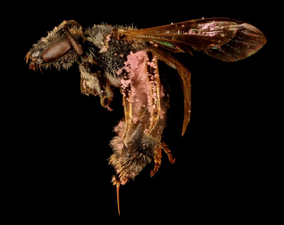 Lasioglossum pectorale, f, left side, Centre Co., PS 2017-04-07-17.58