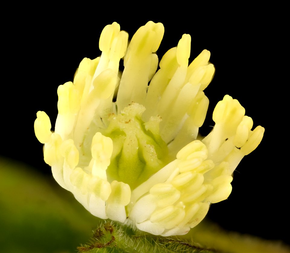 Hydrastis canadensis 2, Goldenseal flower, Howard County, MD, Helen Lowe Metzman 2017-04-11-15.02