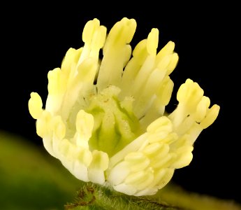 Hydrastis canadensis 2, Goldenseal flower, Howard County, MD, Helen Lowe Metzman 2017-04-11-15.02
