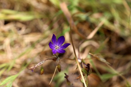 Thread-leaved brodiaea is listed as threatened under the Endangered Species Act photo