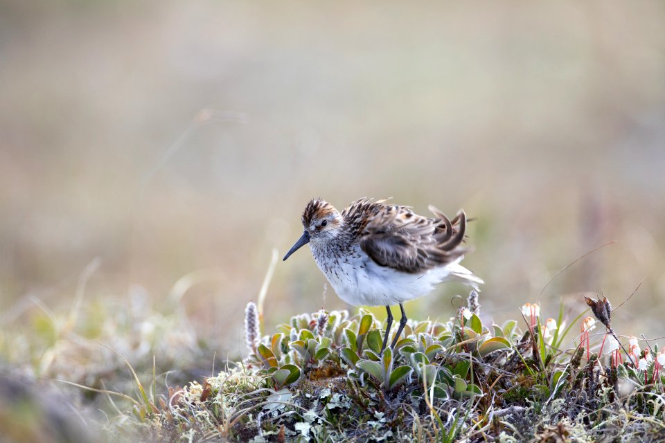 Western sandpiper photo