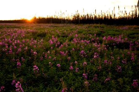 Kenai Fireweed in August photo