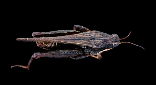 Black grasshopper, back, MAGLEV 2020-08-12-17.47.00 ZS PMax UDR