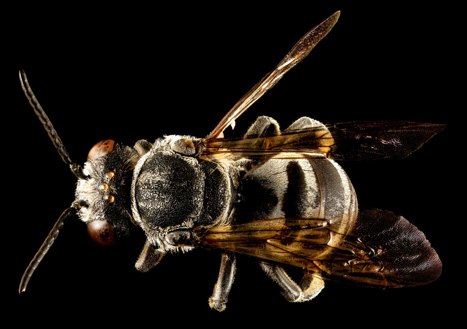 Triepeolus donatus, m, back, Centre Co, PA 2016-12-22-13.01