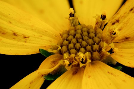Coreopsis verticillata 3, Whorled tickseed, Howard County, Md, Helen Lowe Metzman 2019-10-23-14.20.45 ZS PMax UDR