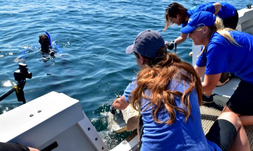 Coral is released by staff from Seattle Aquarium and SeaWorld San Diego photo