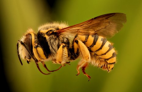 Anthidium illustre, m, left green background, Bray 1, CA 2019-03-23-18.35.32 ZS PMax UDR