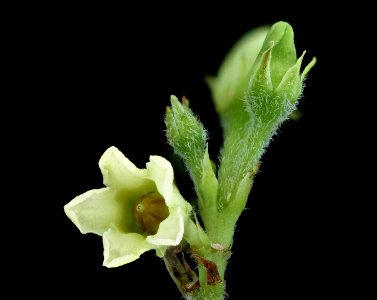 Apocynum cannabinum 2, Hemp Dogbane, Howard County, Md, Helen Lowe Metzman 2019-10-23-12.14.41 ZS PMax UDR