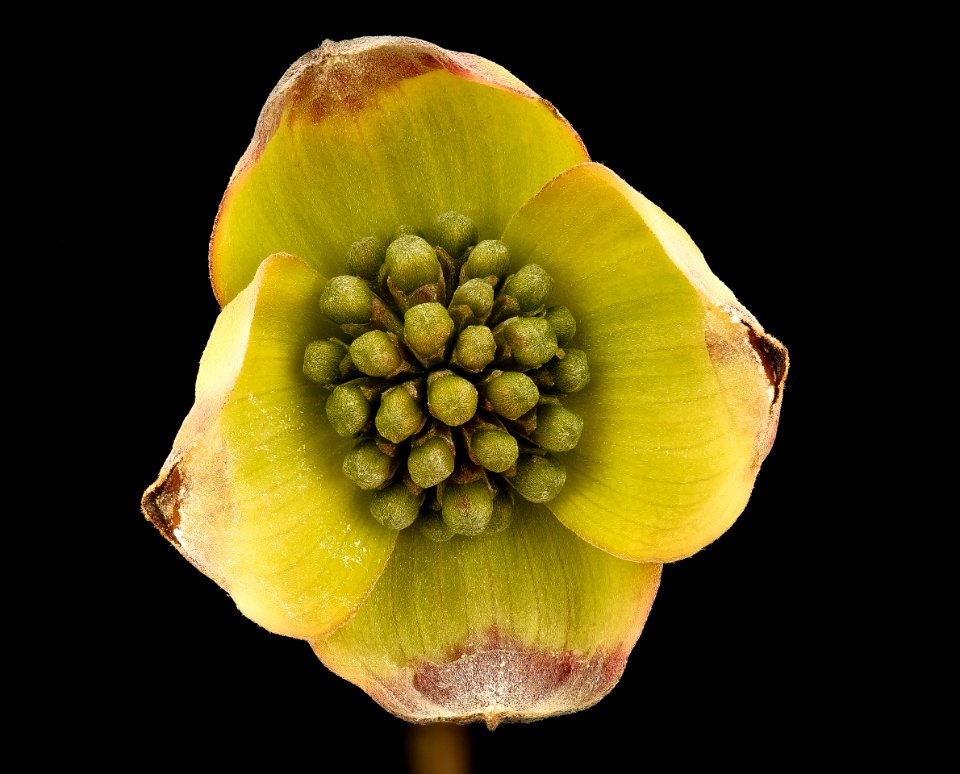 Cornus florida, Dogwood in bud, Howard County, Md,  2018-05-17-15.48.53 ZS