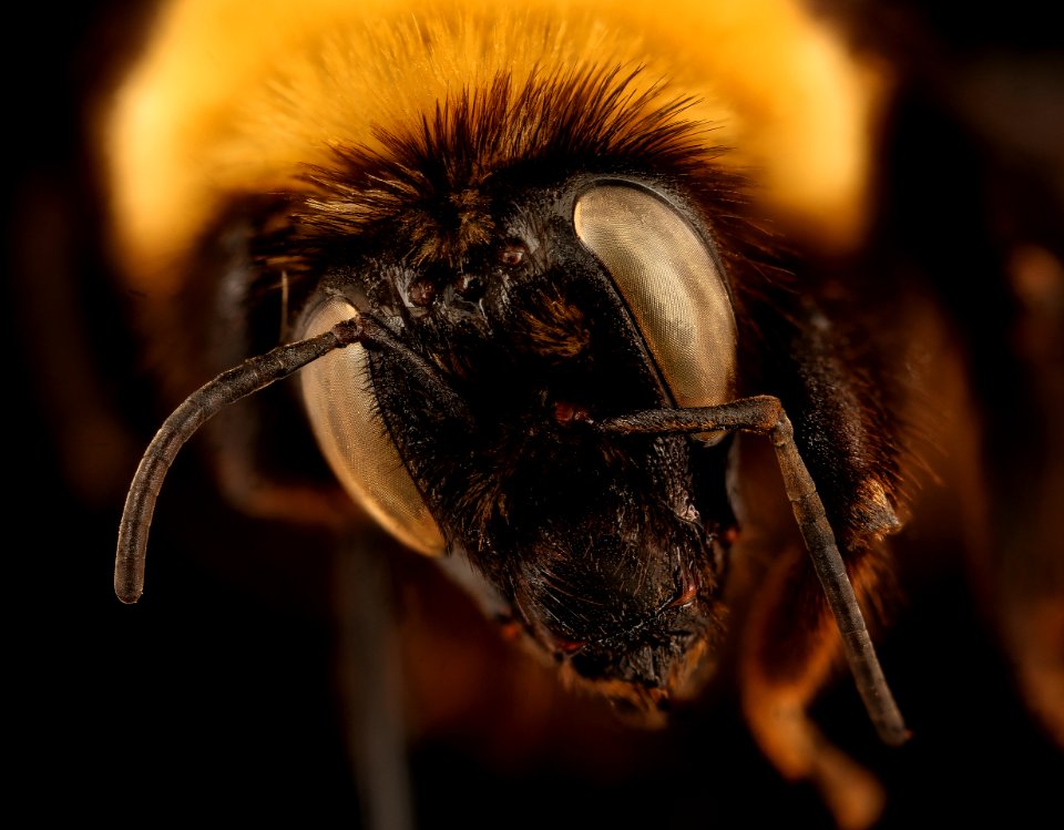 Bombus nevadensis,f, face, Jackson Co., SD 2018-08-10-15.30.44 ZS PMax UDR