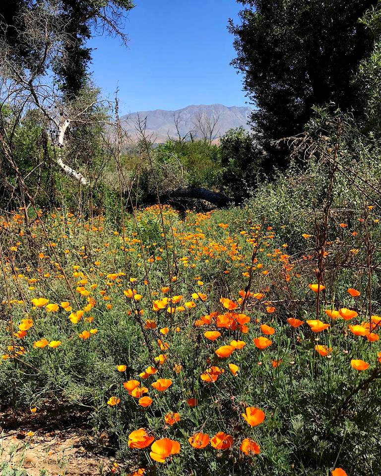 California poppies along the Santa Clara River.