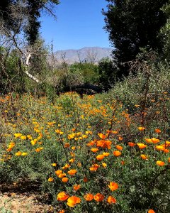 California poppies along the Santa Clara River. photo