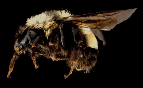 Bombus affinis, F, side, sky meadows, virginia 2014-09-22-18.05.02 ZS PMax photo
