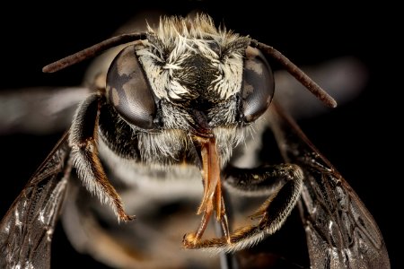 Megachile concinna, F, face, Puerto Rico, Boqueron 2014-09-26-09.07