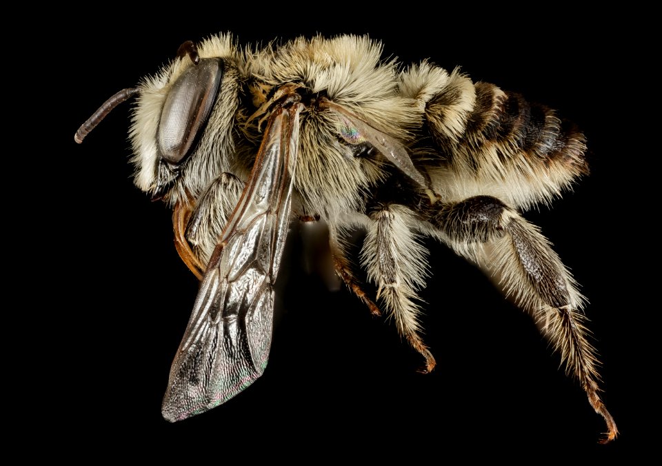 Lithurgus tibialis, M, Side, Greece, Aegean Islands, Lesvos, Moria 2015-03-06-12.21.48 ZS PMax