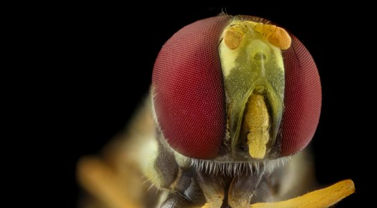 big eyed fly 2020-08-28-10.45.55 ZS PMax UDR photo