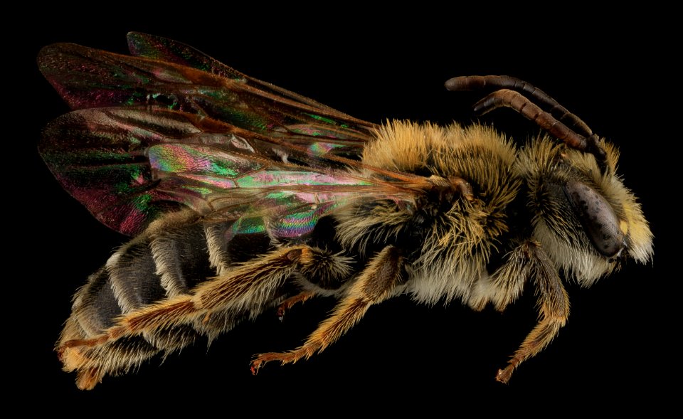 Andrena cragini, M, Side, SD, Pennington County 2013-09-05-15.20.41 ZS PMax
