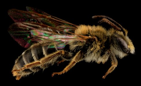 Andrena cragini, M, Side, SD, Pennington County 2013-09-05-15.20.41 ZS PMax photo