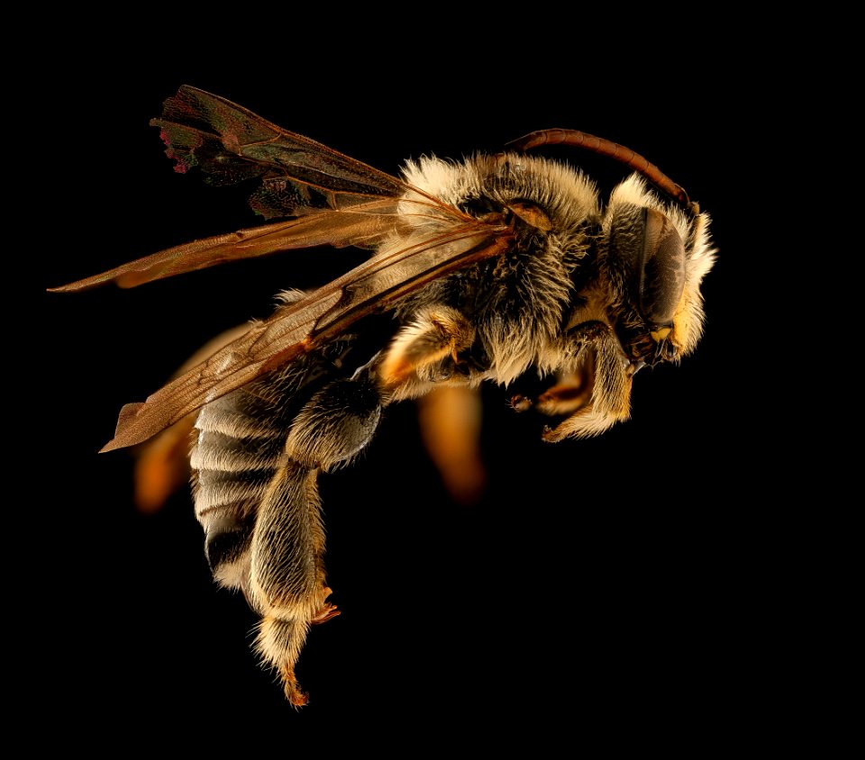 Macropis ciliata, side, m, nh, veit, powerline 2018-11-02-14.54.00 ZS PMax UDR